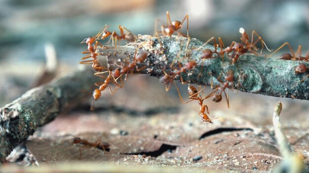 Photo a group of ants are crawling on a piece of wood