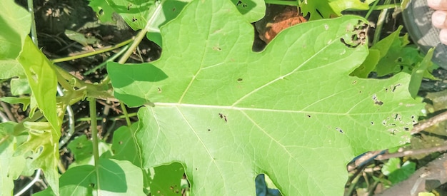 a group of ants are on a leaf in the forest