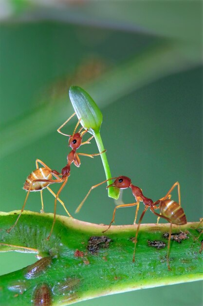 Photo a group of ants with a green leaf on their back