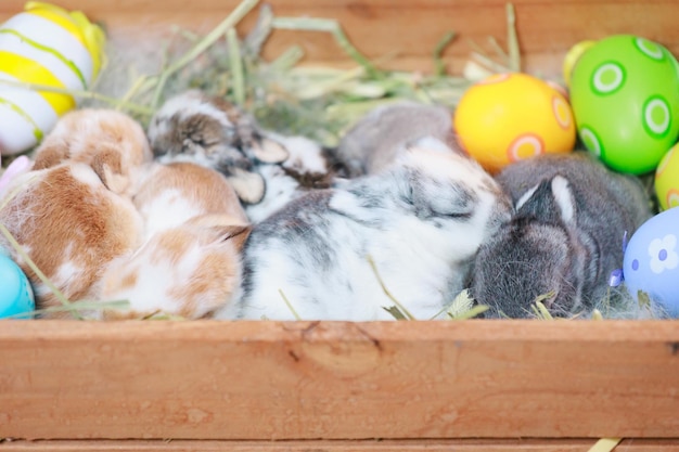 Gruppo di coniglietti holland lop nel nido con mamma pelliccia e fieno e decorare con uova di pasqua buona pasqua buone vacanze