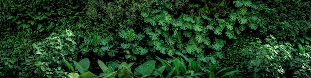 Group background of dark green tropical leaves monstera palm coconut leaf fern palm leafbanan