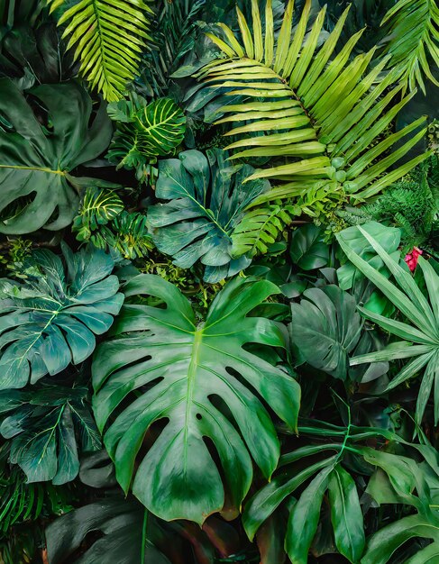 Group background of dark green tropical leaves monstera palm coconut leaf fern palm