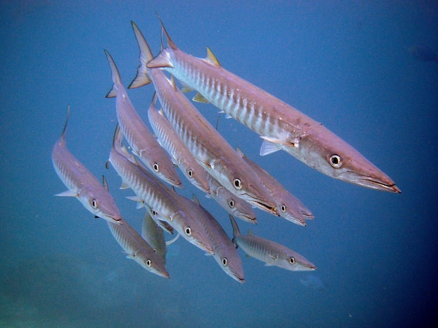 Photo group of barracudas at raja ampat