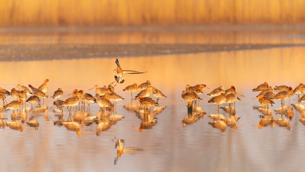 Photo group of beautiful icelandic black-tailed godwits (limosa limosa islandica) at sunrise.