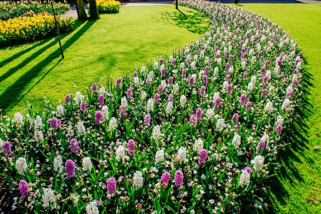 Gruppo di bellissimi giacinti multicolori. olanda. parco dei fiori di keukenhof