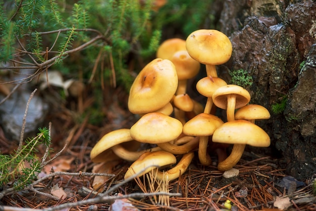 Group of beautiful mushrooms fungi, honey agarics kuehneromyces mutabilis in wild summer forest.