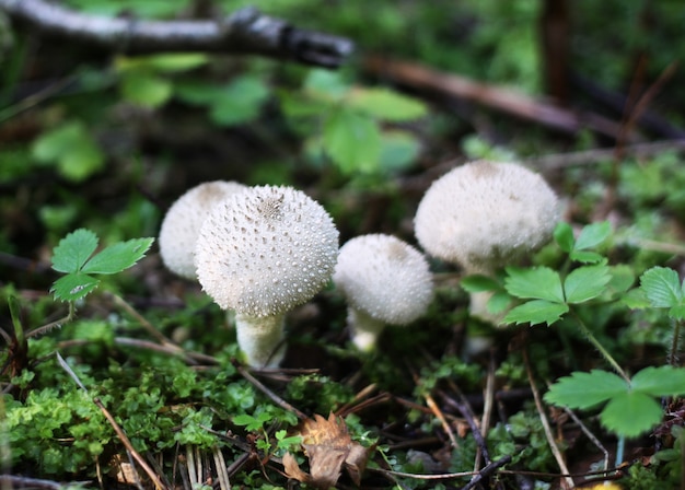 丸太の苔の美しいキノコのグループ