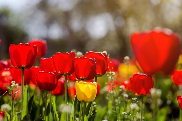 Group of beautiful red tulips growing in the garden lit by sunlight on springtime as flowers concept