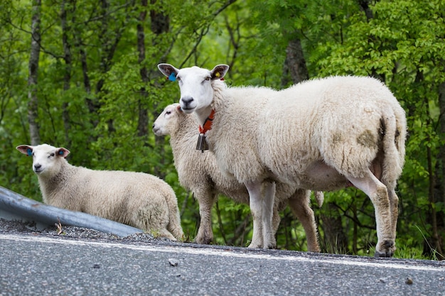 Group of beautiful sheeps standing on a road and looking at you