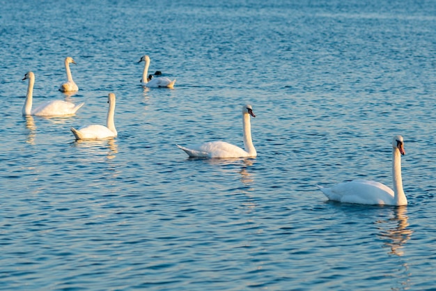 Group Of beautiful Swans In the blue Lake