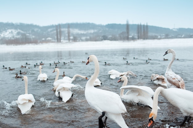 Group of beautiful white swans on riverside in winter day.