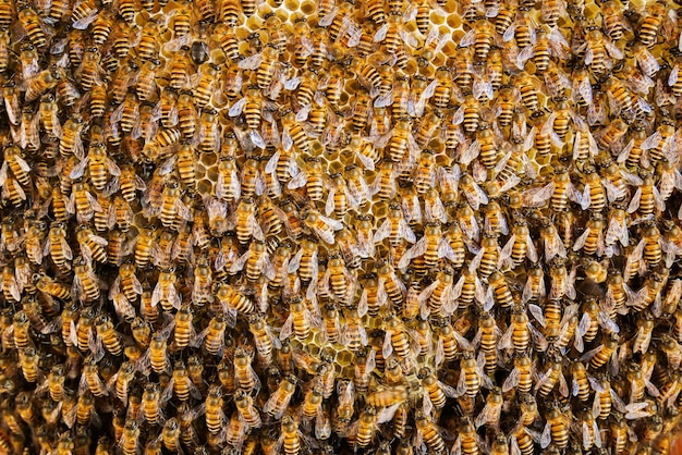 Photo group of bees working on honeycombs in beehives in an apiary