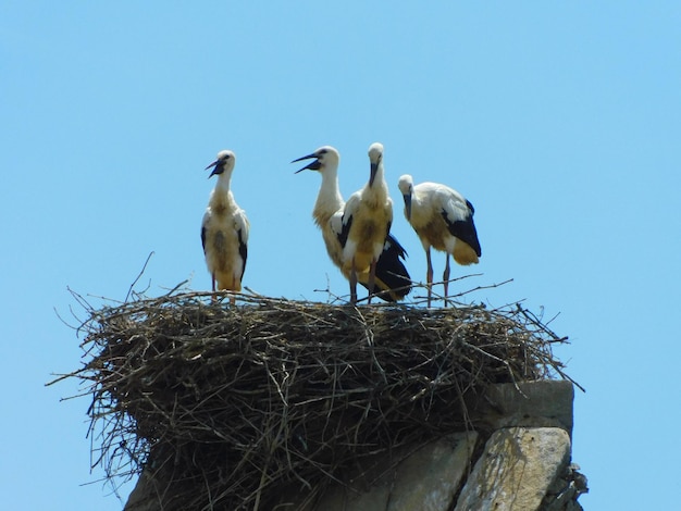 A group of birds are standing in a nest on a stone structure.