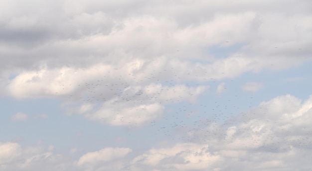Group of birds flying far in the summer white clouds sky during middle of the sunny day