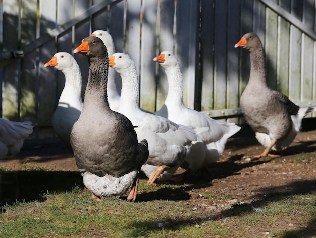 草原にある鳥の群れ