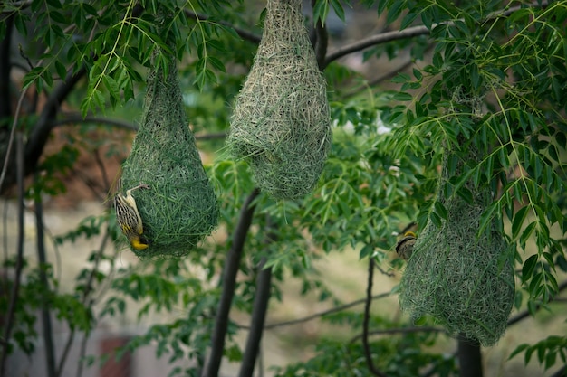 A group of birds hanging from a tree with green leaves.
