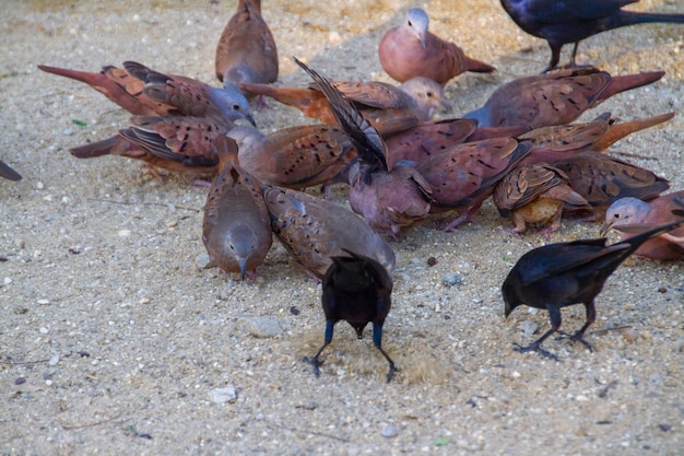 ブラジルのリオデジャネイロでキジバトとして知られる鳥のグループ。