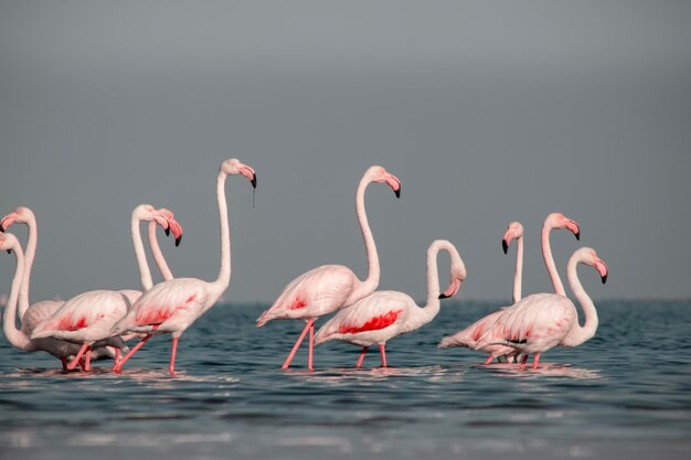 写真 ピンクのアフリカのフラミンゴのグループ鳥が晴れた日に青いラグーンを歩いています