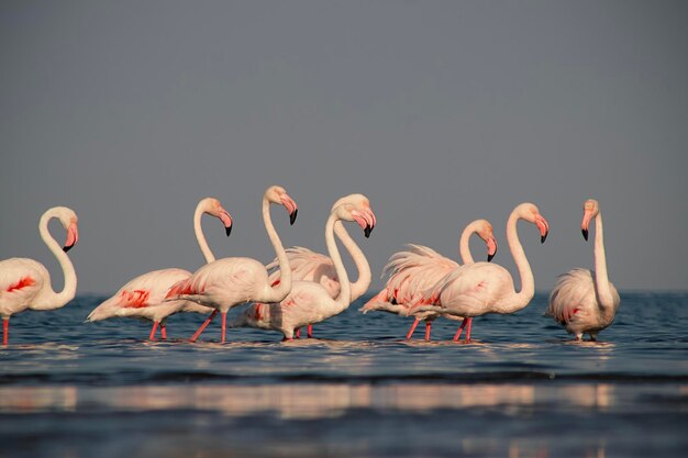 写真 ピンクのアフリカのフラミンゴのグループ鳥が晴れた日に青いラグーンを歩いています