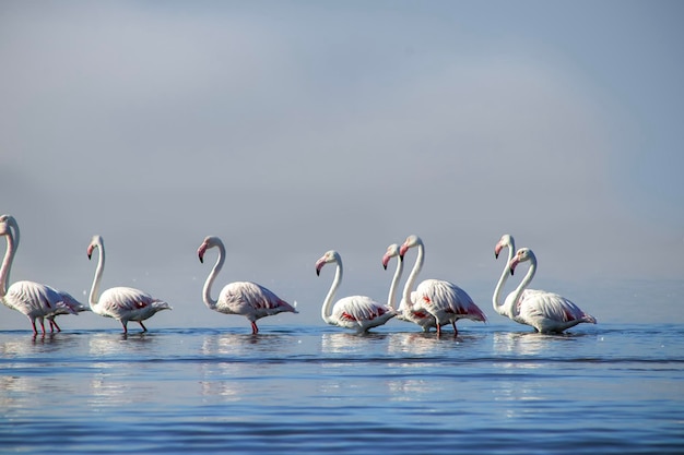 분홍색 아프리카 플라밍고 의 그룹 새 들 이  ⁇ 빛 이 있는 날 에 파란색 호수 를 돌아다니고 있다