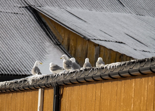 The group of birds on the rooftop of fishing hut in Lofoten Islands