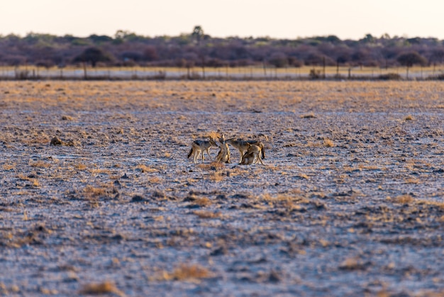 Группа в составе черные подпертые шакалы на пустыне готовят на заходе солнца. Этоша, национальный парк, Намибия, Африка.