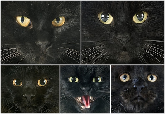 group of black cats