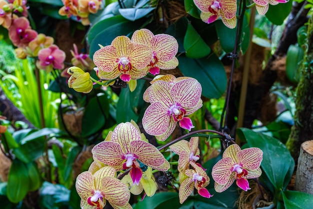 Group of blooming orchids.