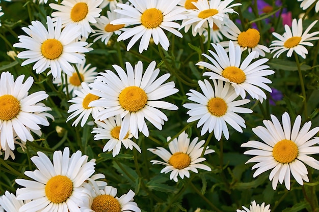 Group of blooming white daisies closeup on a green background