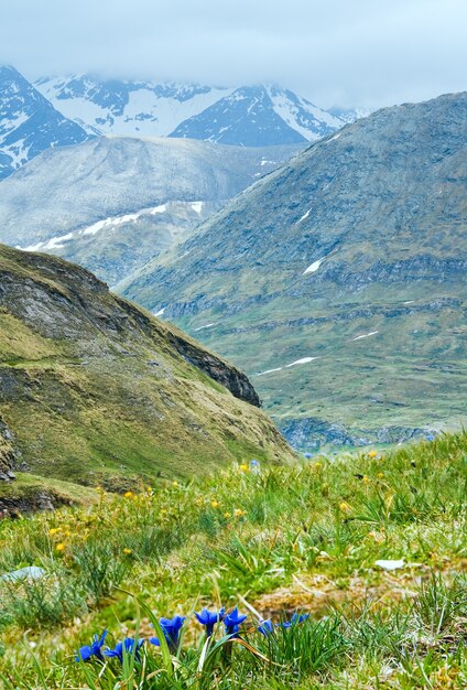 Group of blue alpine flowers on summer mountainside