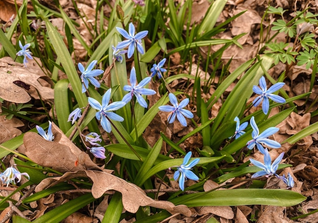 Photo a group of blue flowers closeup