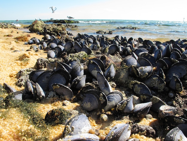 Group of blue purple mussel at Sandringham beach