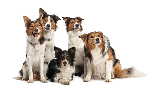 Group of Border Collies