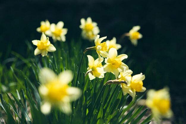 Photo group of bright yellow daffodils in the garden