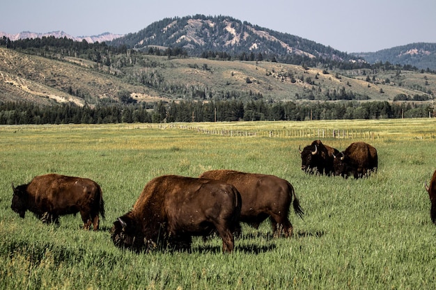 Group of brown bisons on a meadow near a mountainside