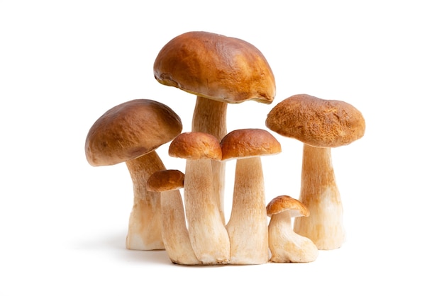 갈색 모자 Boletus Edulis 흰색 배경에 고립의 그룹입니다. 부엌에서 식용 버섯. 아무도