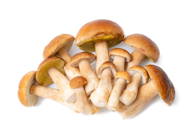 Group of brown cap Boletus Edulis isolated on white surface.