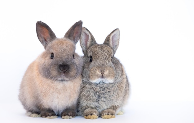 Группа коричневых милых кроликов, сидящих изолированно на белом фоне