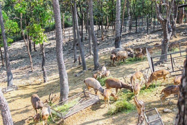 Photo group brown deer female and male full grown at eating grass fresh and hay in natural zoo.