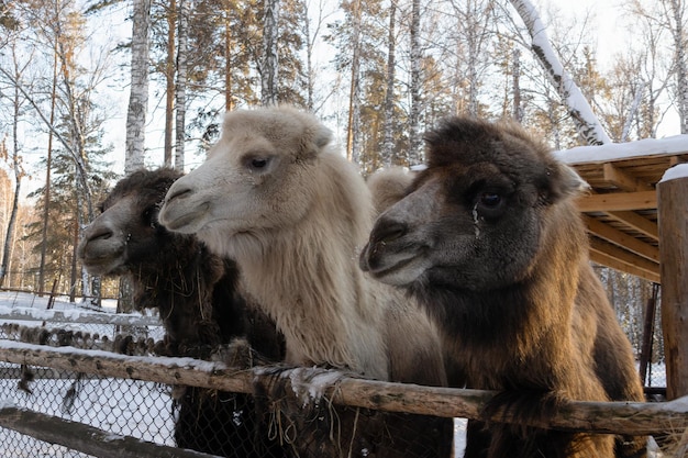 A group of brown and white camels in closeup on a winter farm