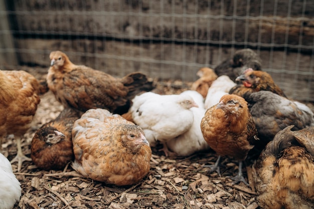 The group of brown and white hens