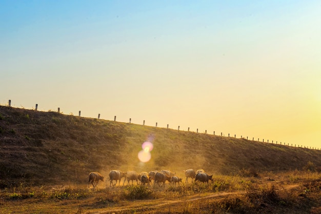 Group of buffalo 