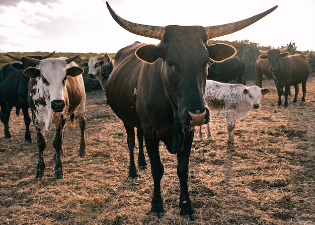 Group of bulls with big horns on a field of dry grass under a cloudy sky