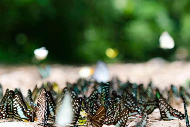 写真 地面にグループ蝶がいて、自然の森を飛んでいる