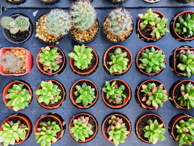 Group of cactus in flower pot