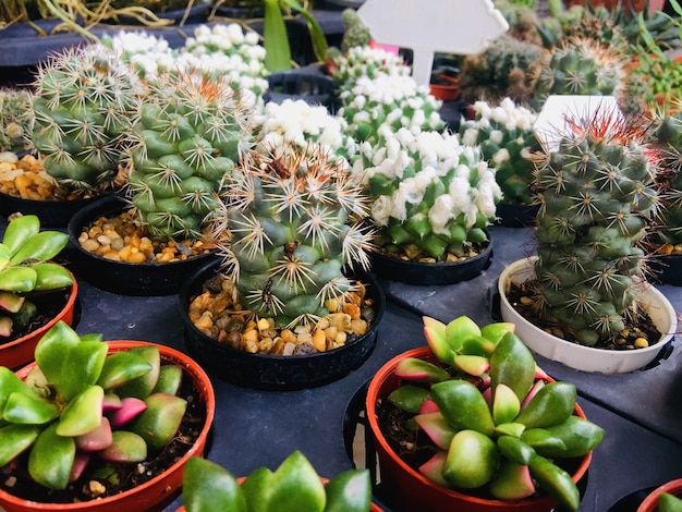 Group of cactus in flower pot