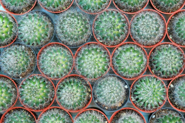 Group of cactus in greenhouse growing. Top view.