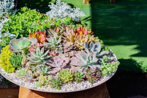 Group of cactus growth in ceramic flower pot decoration in garden