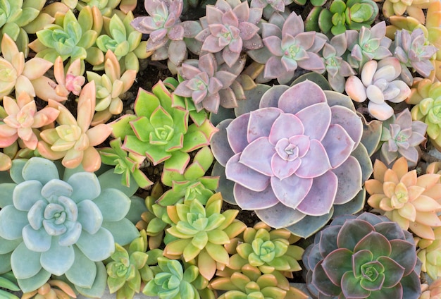 Group of cactus in a pot, succulent plant