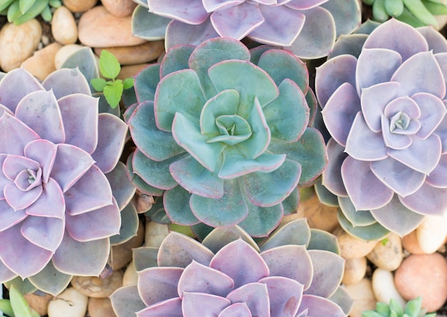 Group of cactus in a pot, succulent plant